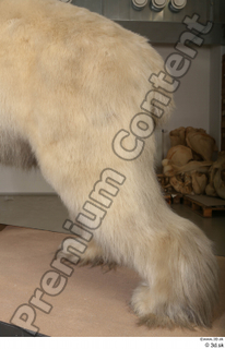 Polar bear leg 0033.jpg